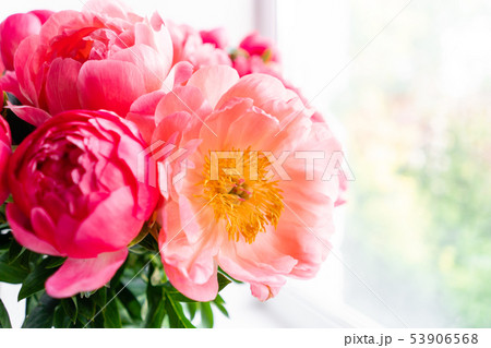 Coral peonies. Flowers in a vase on a white windowsill. Morning light in the room. Beautiful peony 53906568