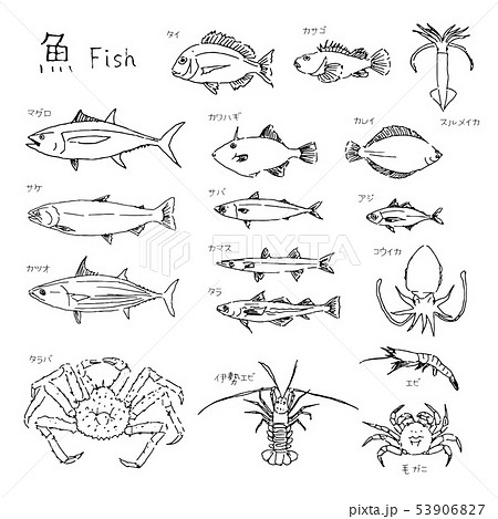 市場の魚 種類いろいろ 線画イラストのイラスト素材