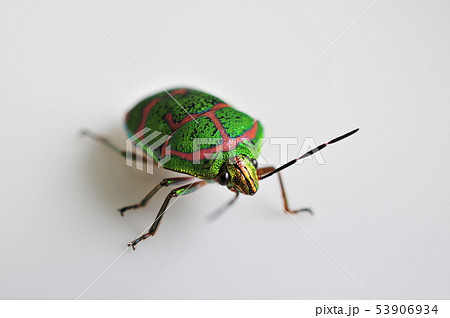 アカスジキンカメムシ アカスジキンカメムシ 53906934