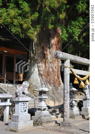 大森神社の大スギ 大森神社の大スギ 53907092