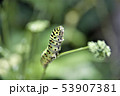キアゲハ 53907381