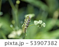 キアゲハ 53907382