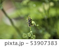キアゲハ 53907383