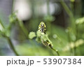 キアゲハ 53907384