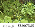キアゲハ 53907385