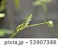 キアゲハ 53907386