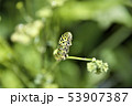 キアゲハ 53907387
