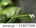 キアゲハ 53907388