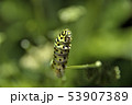 キアゲハ 53907389