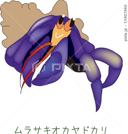 南国奄美の動物ムラサキオカヤドカリ 53907660