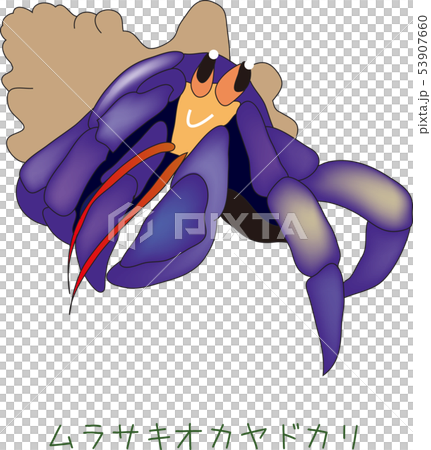 南国奄美の動物ムラサキオカヤドカリ 53907660