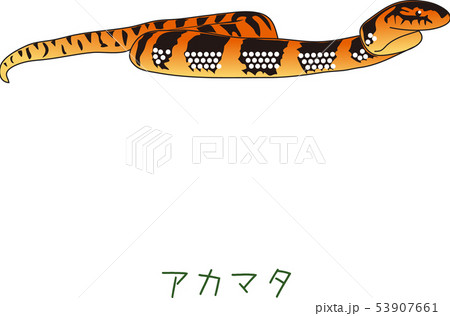 南国奄美の動物アカマタ 53907661