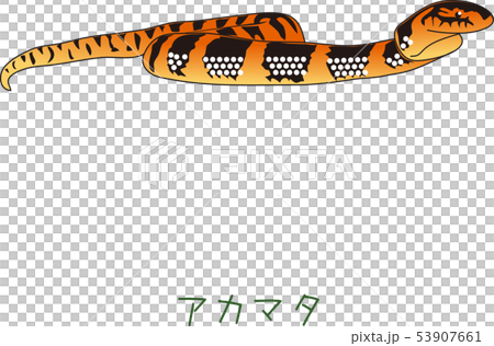 南国奄美の動物アカマタ 53907661