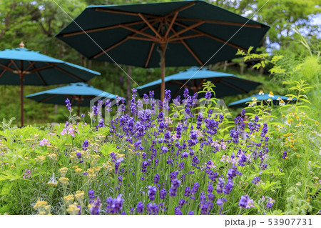 神戸布引ハーブ園 神戸布引ハーブ園 53907731