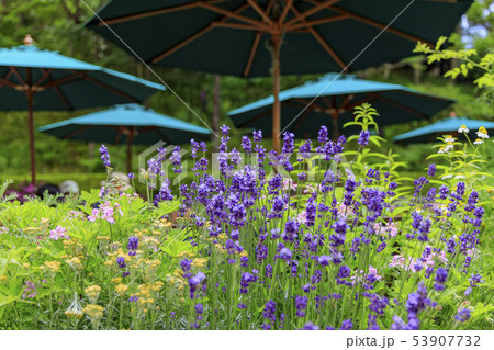 神戸布引ハーブ園 53907732