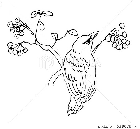 木の実と磯ヒヨドリのイラスト素材 53907947 Pixta