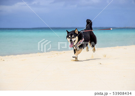 爆走する黒柴 爆走する黒柴 53908434