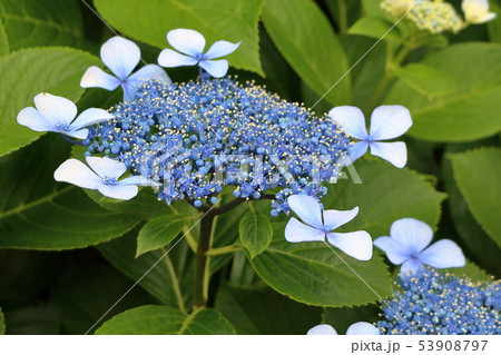 Ajisai Japanese Hydrangea in partial bloom Ajisai Japanese Hydrangea in partial bloom 53908797
