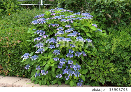 Ajisai bush Japanese Hydrangea in partial bloom Ajisai bush Japanese Hydrangea in partial bloom 53908798