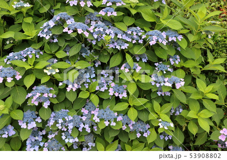 Ajisai bush Japanese Hydrangea in partial bloom Ajisai bush Japanese Hydrangea in partial bloom 53908802