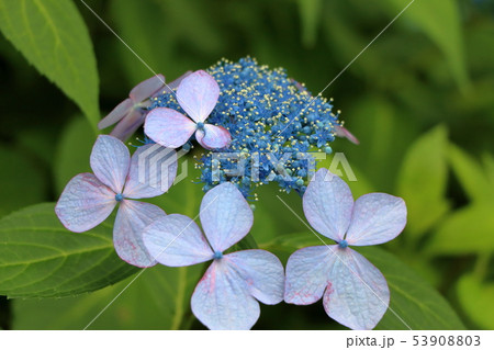 Ajisai Japanese Hydrangea in partial bloom 53908803