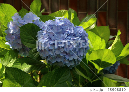 Ajisai Japanese Hydrangea in full bloom Ajisai Japanese Hydrangea in full bloom 53908810