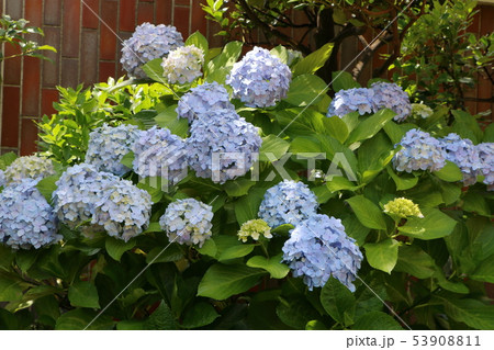 Ajisai Japanese Hydrangea in full bloom 53908811