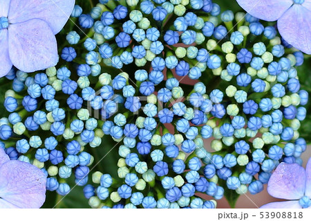Ajisai closeup Japanese Hydrangea in partial bloom 53908818