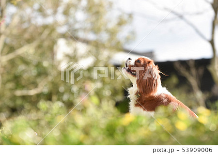 キャバリア 53909006