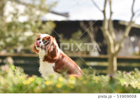 キャバリア 53909008