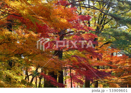 紅葉を照らす秋日 紅葉を照らす秋日 53909601