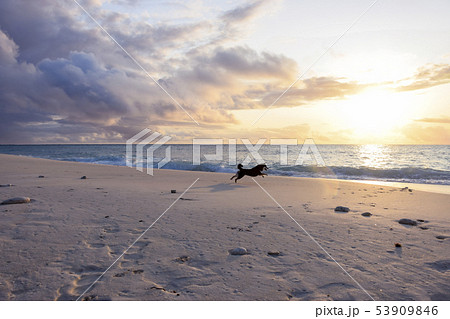 バニラスカイを駆ける黒柴 バニラスカイを駆ける黒柴 53909846