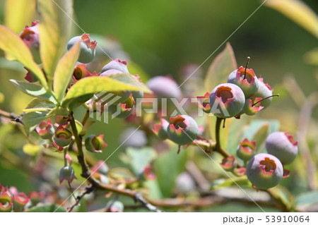 ブルーベリーの若い実 53910064