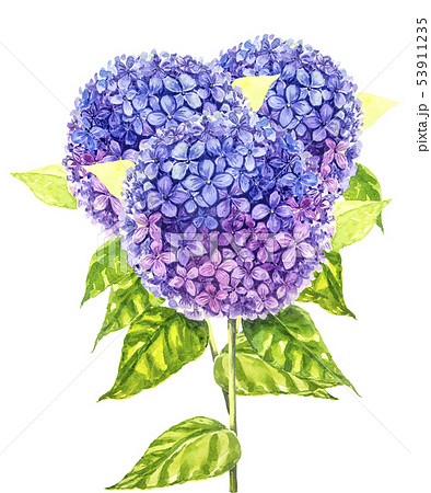 Hydrangea painting with watercolor. 53911235