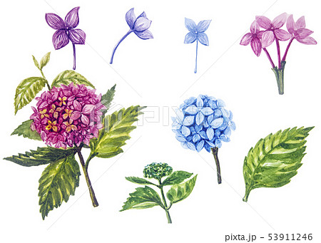 Hydrangea set painting with watercolor. Hydrangea set painting with watercolor. 53911246
