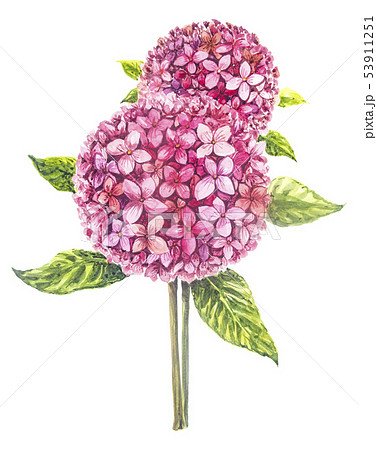Hydrangea painting with watercolor. 53911251