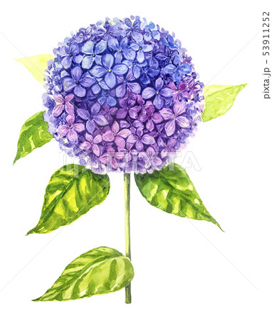 Hydrangea painting with watercolor. 53911252