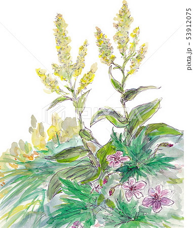 越後駒ヶ岳の花畑 越後駒ヶ岳の花畑 53912075