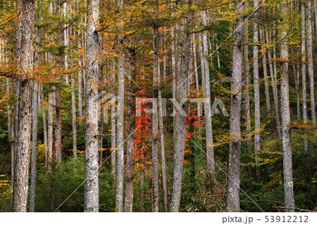 紅葉 53912212
