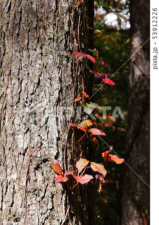紅葉 53912226