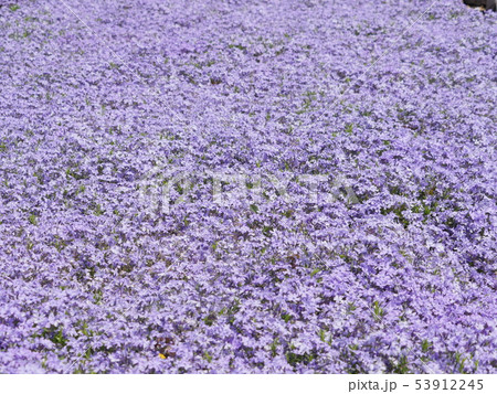 花壇の花 花壇の花 53912245