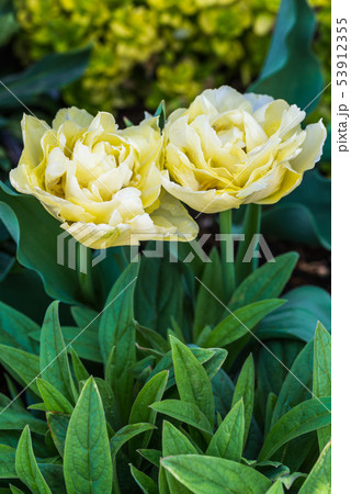 クリーム色の八重咲きチューリップの写真素材
