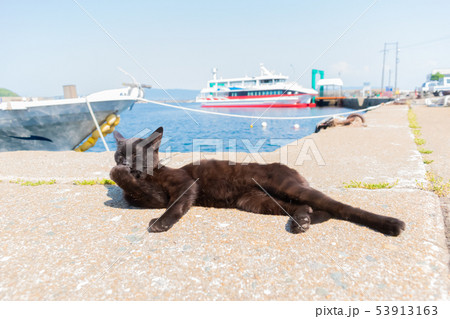 福岡県・相島の猫 53913163