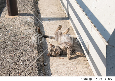福岡県・相島の猫 53913165
