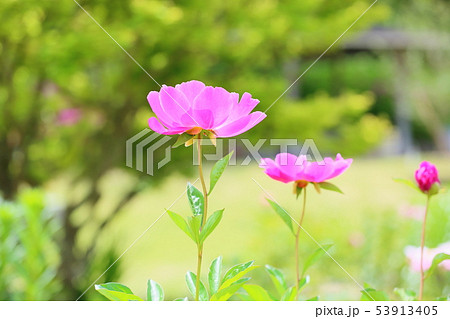 シャクヤクの花 シャクヤクの花 53913405