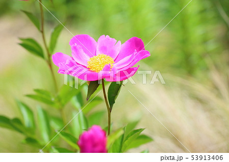 シャクヤクの花 シャクヤクの花 53913406