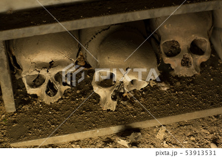 Skull and bones 53913531