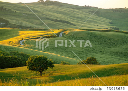 Tuscany landscape at sunrise. Typical for the Tuscany landscape at sunrise. Typical for the 53913626
