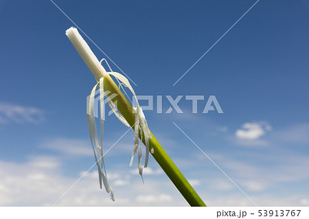 Fresh edible totora rod Fresh edible totora rod 53913767