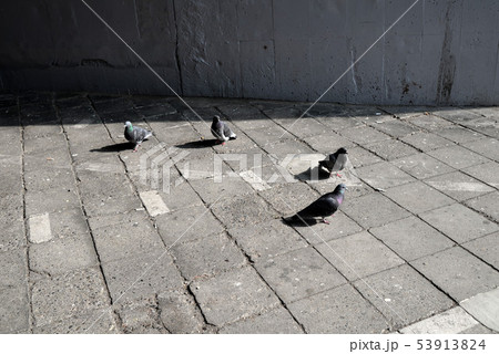 鳩の日向ぼっこ 53913824